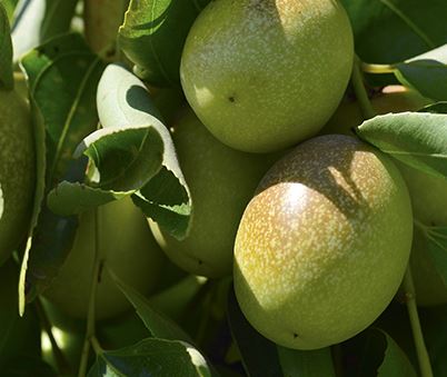 Jojoba Refine - 100ml - Atelier Detail View 1