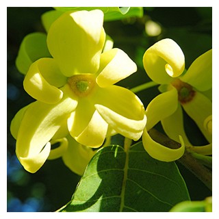 Ylang Ylang - 10ml (100% Pure) - Atelier Detail View 1