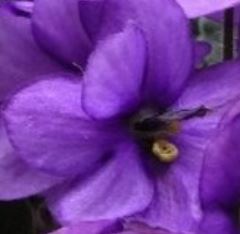 Violet - 100ml - Atelier Detail View 2