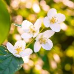 Jasmin Water 500ml - Image 2