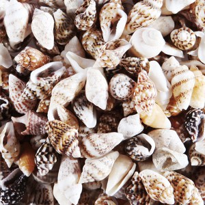 (Seashell) Brown Blend -50g - Sydney Byulnimassi Artisan Craft Supplies